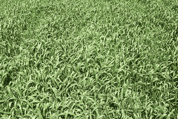 麦田节节麦的防治方法(麦田里的节节麦怎样防治)